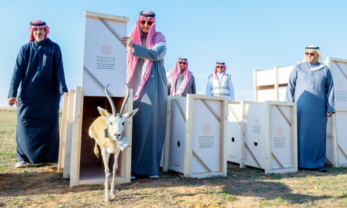 في محمية الإمام تركي بن عبدالله الملكية 