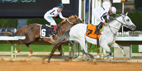 الجواد «بوتان» يحقق كأس الحفل الـ(14) لسباقات الخيل بميدان فروسية نجران 