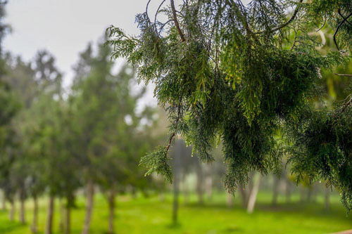 «شجرة العرعر» أيقونة الجمال والسياحة في الباحة 