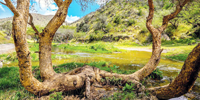 الخضرة وجريان الماء يرسمان جمال الطبيعة في وادي ضرك 