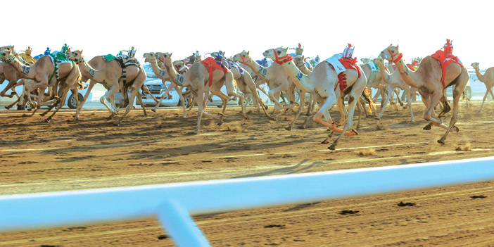 انطلاق مهرجان ولي العهد للهجن في الطائف 