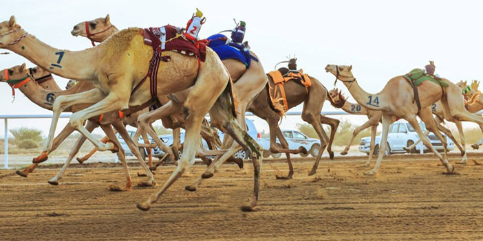 «بارود».. المطية الأفضل في لقايا مهرجان ولي العهد للهجن 