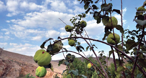 «وادي العرين» في عسير.. جمال الطبيعة وغطاء نباتي كثيف 